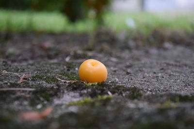 Close-up of orange mushroom growing on field