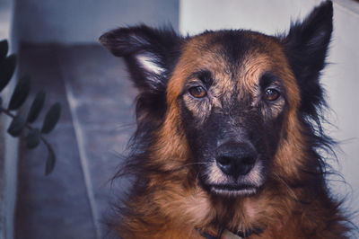 Close-up portrait of dog