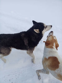 Dogs on snow