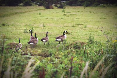 Ducks in a field