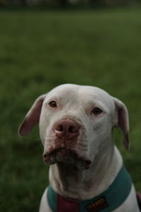 Close-up portrait of dog on field