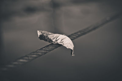 Close up of leaf on stee cable in black and white