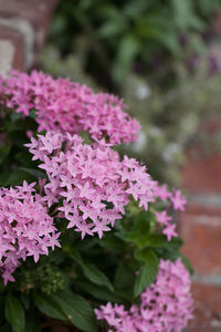 Close-up of pink flowers blooming outdoors