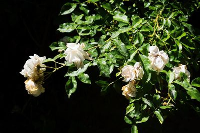 Close-up of flowers blooming outdoors