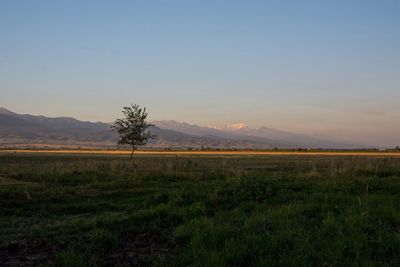 Scenic view of field against clear sky