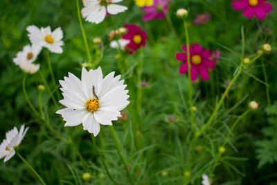 Close-up of white daisy flowers on field