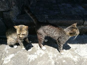High angle view of cats on footpath