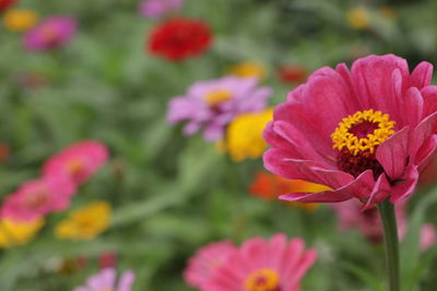 Close-up of pink flowering plants