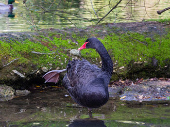 Black swan in a lake