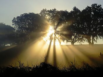 Sunlight streaming through silhouette trees on field against sky during sunset