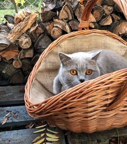 Portrait of a cat in basket