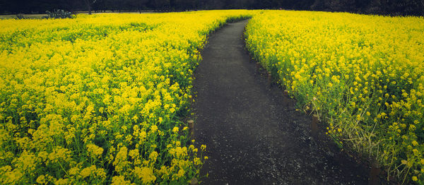 Scenic view of yellow flower field