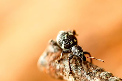 Close-up of insect on plant