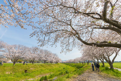 Cherry blossom trees along the river 
 kusaba river, chikuzen town, fukuoka prefecture