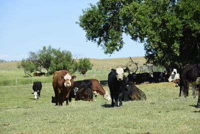 Horses grazing on field