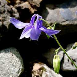 Close-up of purple iris on rock