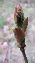 Close-up of flowers