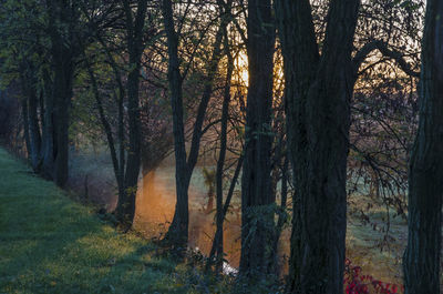 Trees in forest