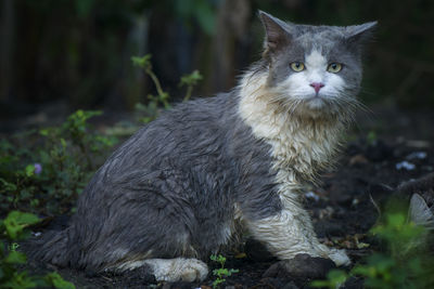 Portrait of cat on land