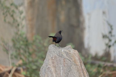 Close-up of bird perching on rock