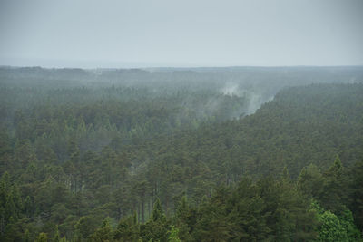 Scenic view of forest