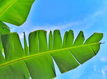 Low view of banana leaves against the blue sky
