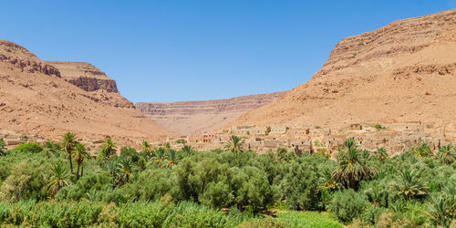 Green palm oasis in mountain desert region of morocco, north africa