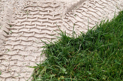 High angle view of plants growing on land