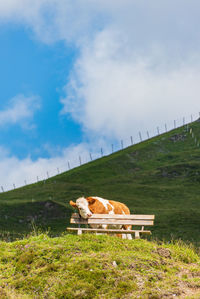A terribly tired alpine cow leans on a tourist bench, field of wildflowers in mountains in alps