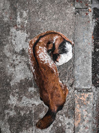 High angle view of a dog on wall