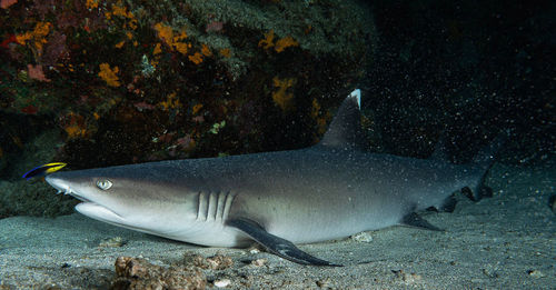 Fish swimming in sea