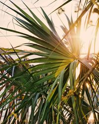 Close-up of palm tree against sky