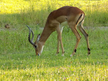 Horse grazing on field