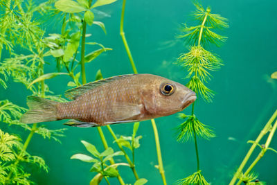 Close-up of fish swimming in sea