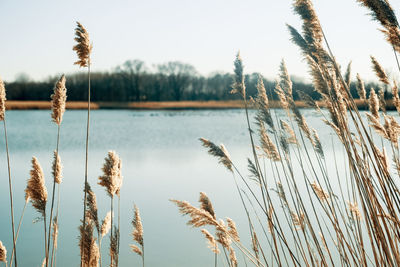 Close-up of reed growing in lake against sky