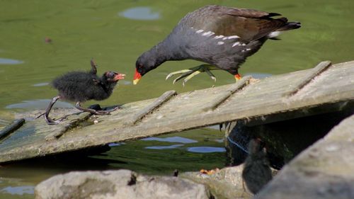 Close-up of bird perching on water