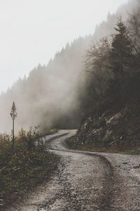 Road and fog between trees