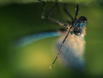 Close-up of insect on leaf