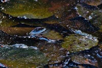 Close-up of turtle swimming in water