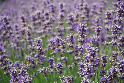 Close-up of lavender flowers