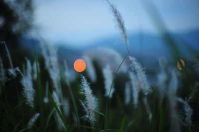 Close-up of plants growing on field against sky