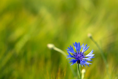 Close-up of purple flowering plant on field