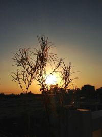 Silhouette of trees at sunset