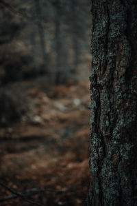 Close-up of tree trunk