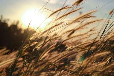 Close-up of stalks in field against sunset