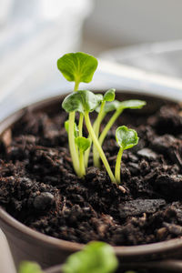 Close-up of potted plant