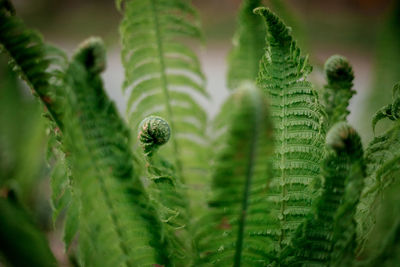 Close-up of fern