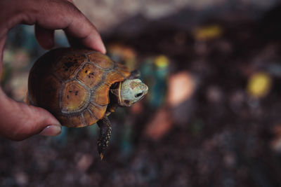 Close-up of person holding leaf