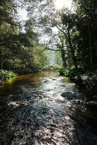 River amidst trees in forest