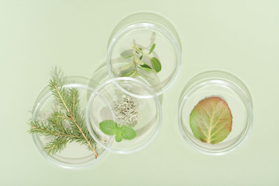 Top view of petri dishes with wild grown forest plants, fir tree branch, moss . biology research. 